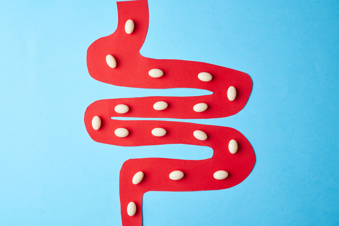 益生菌對身體有什麼好處？消化道的示意圖－維科生技